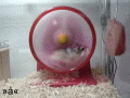<img:stuff/A%20hamster%20in%20a%20wheel.gif>