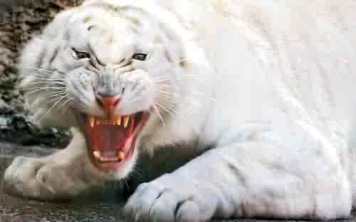 <img0*312:stuff/ANGER_ME_NOT%21%21%21%21%21%21.jpg>