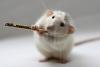 Algernon_Got_Nothin'_On_Meio