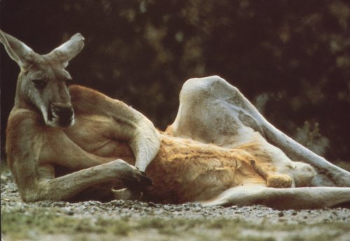 <img:stuff/Aussie_Model.jpg>