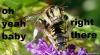Bee's_knees