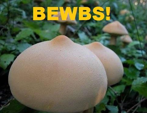 <img0*371:stuff/Bewbs%21.jpg>