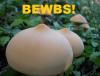 Bewbs!