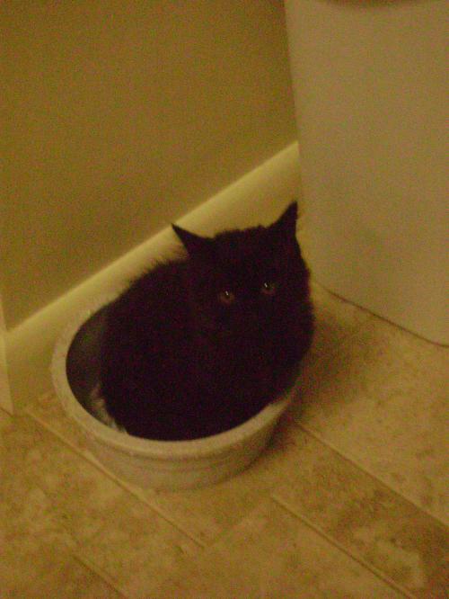 <img500*666:stuff/Bowl.jpg>