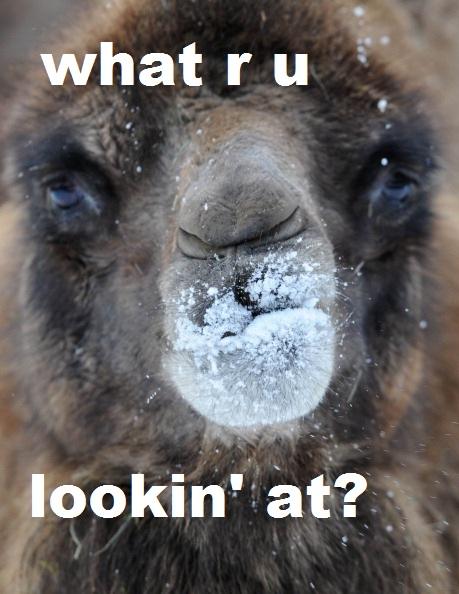 <img0*594:stuff/GTFO_mai_baby_llama_drama.jpg>