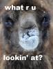 GTFO_mai_baby_llama_drama