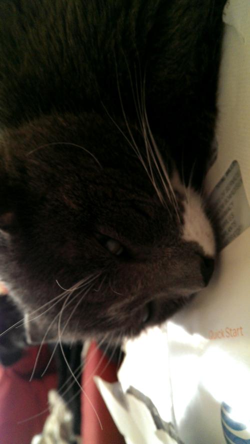 <img500*888:stuff/Glare.jpg>