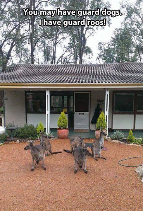<img0*720:stuff/Guard_roos.jpg>