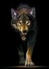 Image_23750