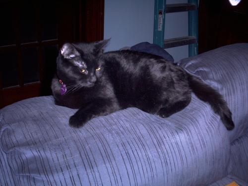 <img0*375:stuff/Image_5603.jpg>