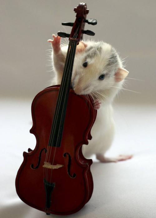 <img500*700:stuff/Let%27s_See_Ol%27_Algie_Do_This.jpg>