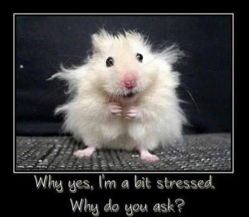 <img500*436:stuff/Lil_stressed.jpg>