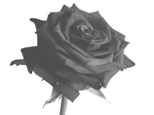 <img500*375:stuff/My_symbol-The_Obsidian_Rose.jpg>