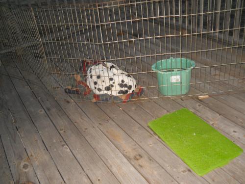 <img500*375:stuff/My_three_babies.jpg>