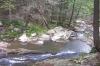 Peace_in_the_forest