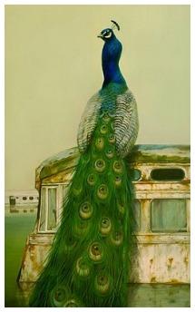 <img0*344:stuff/Peacockcv.jpg>