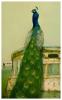 Peacockcv