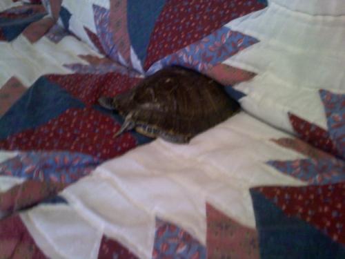 <img500*375:stuff/She%27s_coming_for_me%21_Hide_me%21%21%21_._%e2%99%a5.jpg>