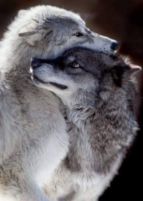 <img500*703:stuff/Wolves_mate_for_life%21%21.jpg>