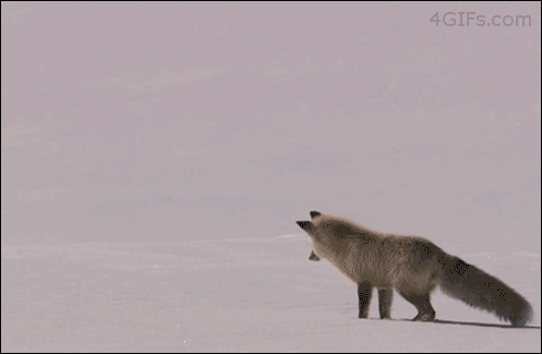 <img:stuff/aj/1005/1361086126.gif>