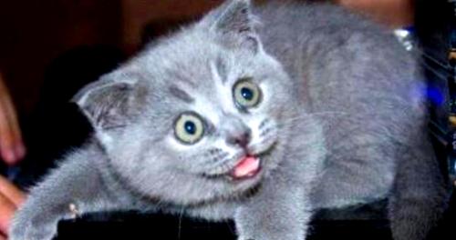 <img500*0:stuff/aj/11718/Funny-cat-picture.jpg>