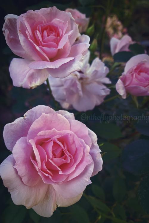 <img500*0:stuff/aj/12237/Rose.jpg>