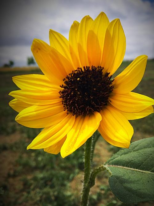 <img500*0:stuff/aj/12237/Sunflowerfieldsforever.jpg>