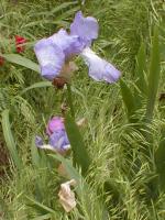 <img150*0:stuff/aj/8282/LavenderIris01.jpg>