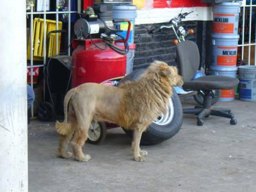 <img500*0:stuff/aj/8282/Mexican%20Lion01.jpg>