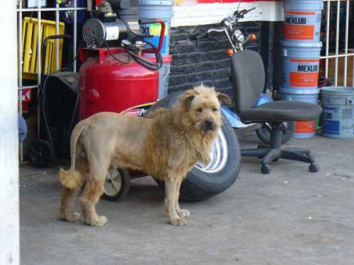 <img500*0:stuff/aj/8282/Mexican%20Lion02.jpg>