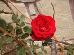 <img150*0:stuff/aj/8282/Rose01.jpg>