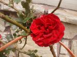 <img150*0:stuff/aj/8282/Rose02.jpg>