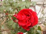 <img150*0:stuff/aj/8282/Rose03.jpg>