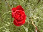<img150*0:stuff/aj/8282/Rose04.jpg>