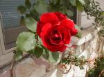 <img150*0:stuff/aj/8282/Rose05.jpg>
