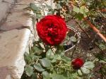 <img150*0:stuff/aj/8282/Rose06.jpg>