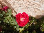 <img150*0:stuff/aj/8282/Rose07.jpg>