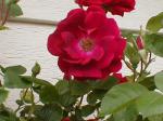 <img150*0:stuff/aj/8282/Rose08.jpg>