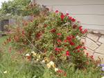 <img150*0:stuff/aj/8282/RoseBush01.jpg>