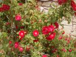 <img150*0:stuff/aj/8282/RoseBush02.jpg>