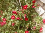 <img150*0:stuff/aj/8282/RoseBush03.jpg>
