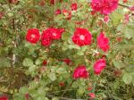 <img150*0:stuff/aj/8282/RoseBush04.jpg>