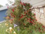<img150*0:stuff/aj/8282/RoseBush05.jpg>