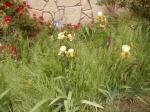 <img150*0:stuff/aj/8282/YIris.jpg>