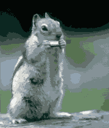 <img:stuff/aj/9841/1306397749.gif>