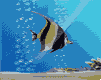 <img:stuff/aj/9841/1306535261.gif>