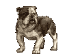 <img:stuff/aj/9841/1306738390.gif>