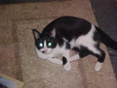 <img500*375:stuff/beware_the_devil_cat_from_hell.jpg>
