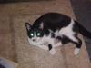 beware_the_devil_cat_from_hell
