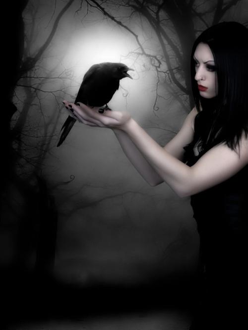 <img500*666:stuff/black_beauty.jpg>